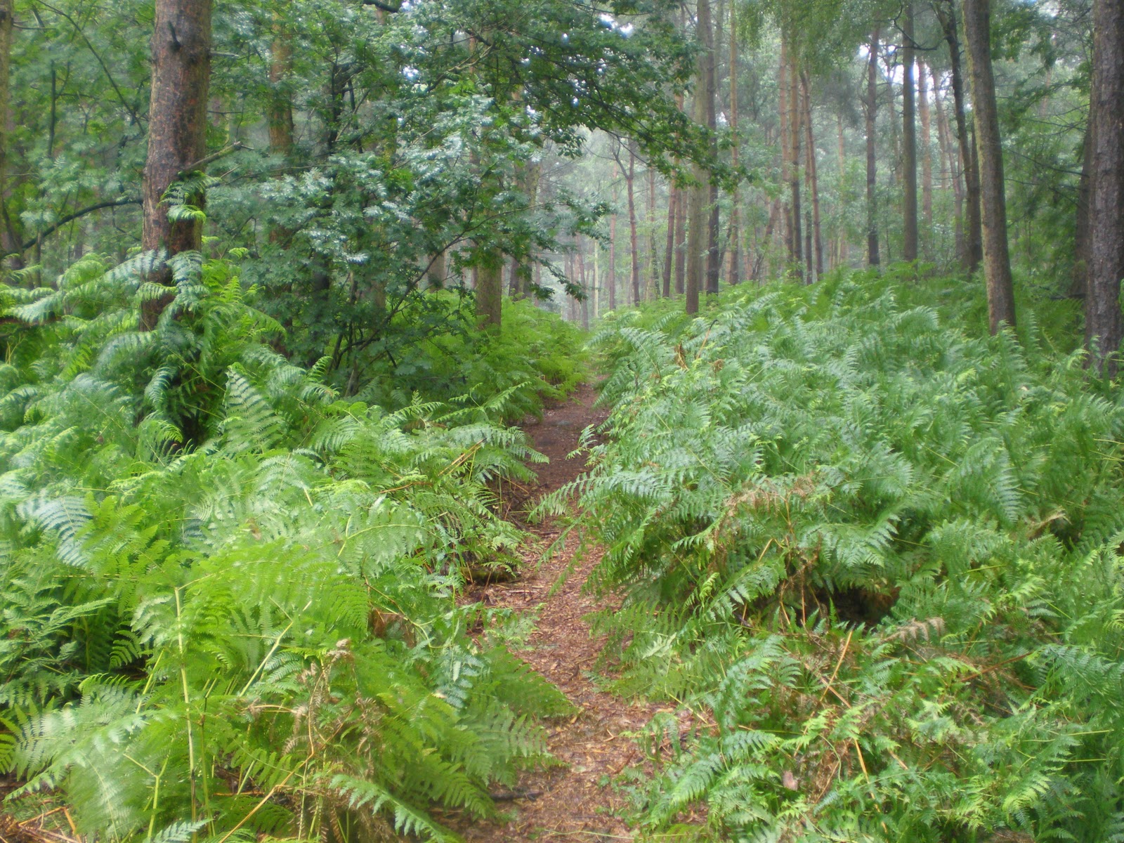 Delamere Forest – Meeting the Spirit of Place