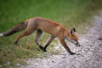 Signs and Coincidences – Three foxes of Imbolc