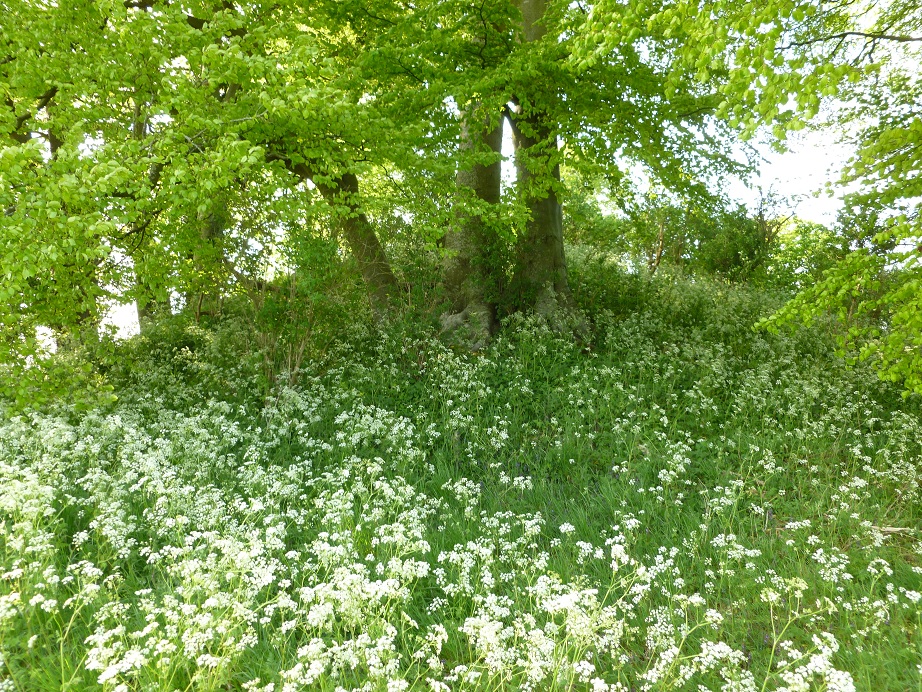 East Kennet Long Barrow 2011 – The Lost Mound