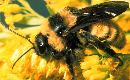 Animal Totem: The Bee