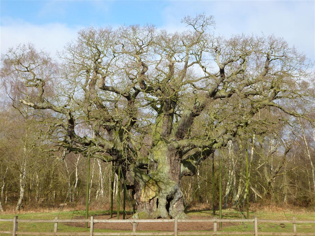 The Green Man and The Major Oak 2012