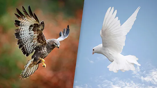 Samhain 2012 – The Hawk and The Dove