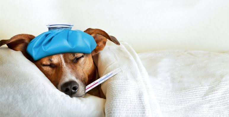The Untreatable Dog