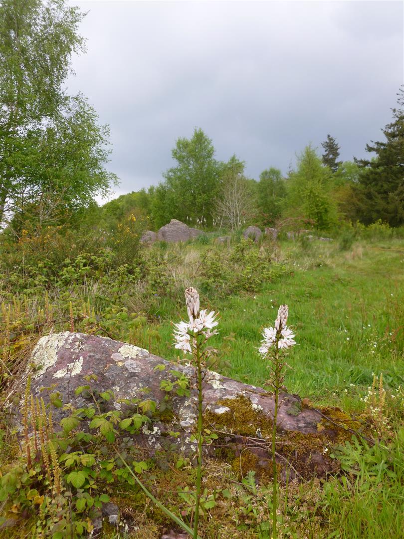 10 Beltane 2014 – Lair of the Land Giant
