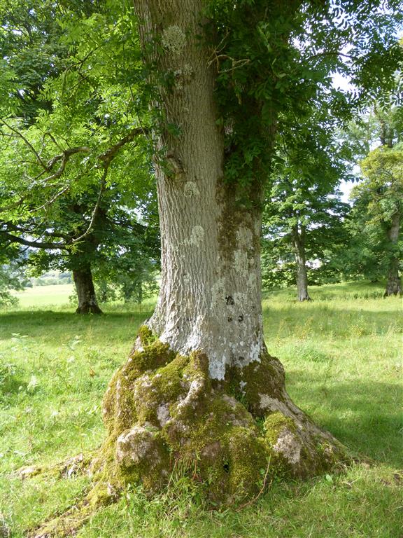 Lammas 2015 P3 Dunchraigaig Cairn and the Ash Tree