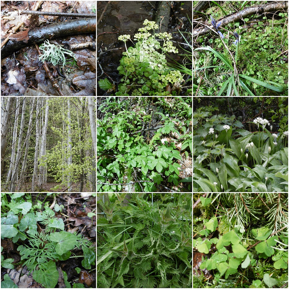 Foraging in Spring